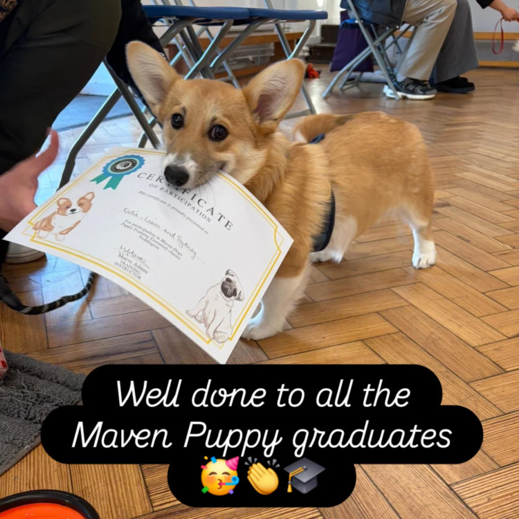 ✨ Last Chance to Join Our June Puppy Group in Teddington ✨