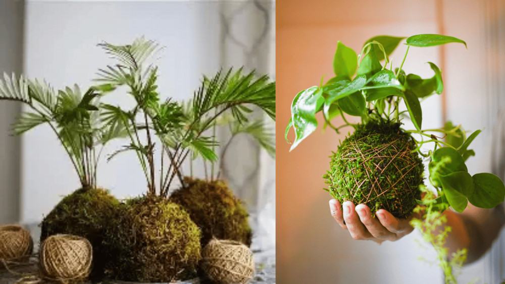Kokedama Workshop-Macclesfield.