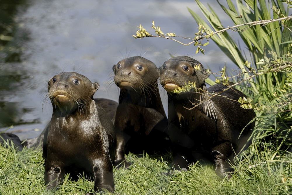At 15 weeks old, the youngsters have began their very first swimming lessons (Image via: Chester Zoo)