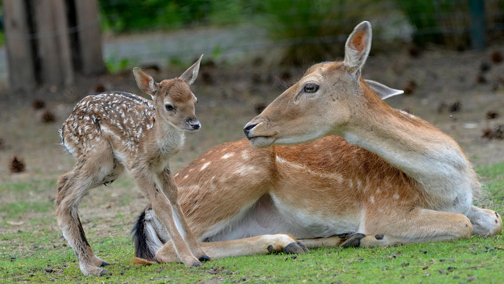 Interacting and feeding deer can put them in danger (image via  Jiří Mikoláš on Pexels)