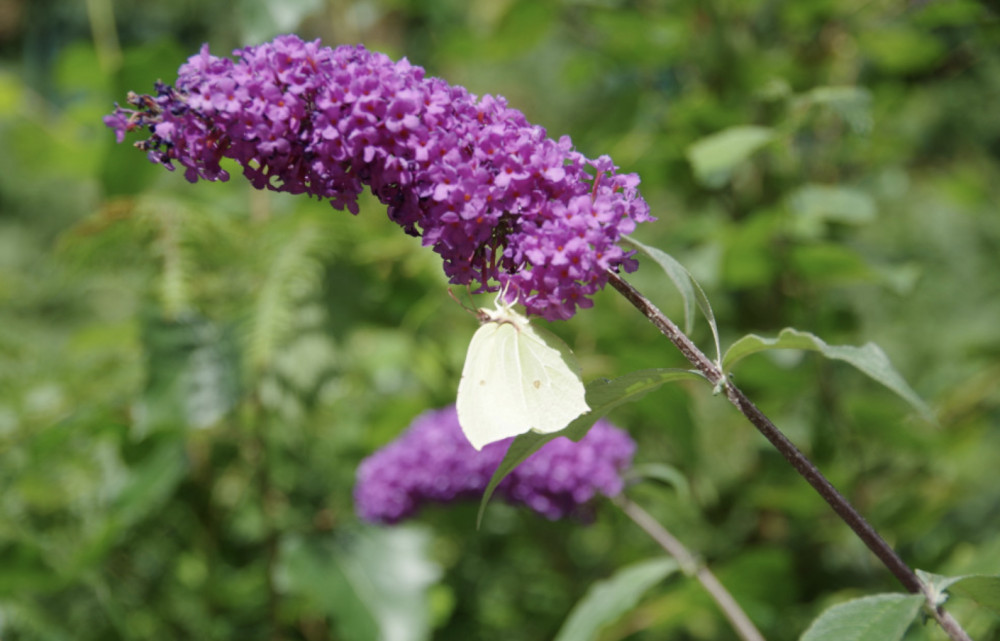 The Warwick in Bloom 2026 competition is now open! (image by Richard Smith)