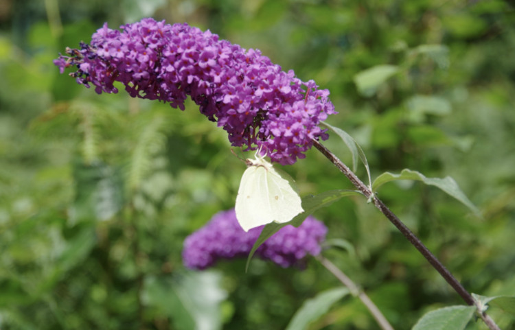 The Warwick in Bloom 2026 competition is now open! (image by Richard Smith)