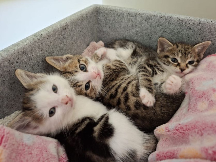 Animal lovers, families, and local residents are invited to join Nantwich's RSPCA Stapeley Grange Wildlife Centre for its 2026 Summer Fair on Sunday 14 June (Photo: RSPCA).