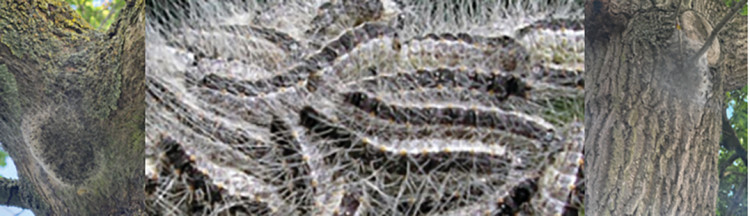 An oak tree in Bulphan was recently spotted to be playing host to a moth infestation. 