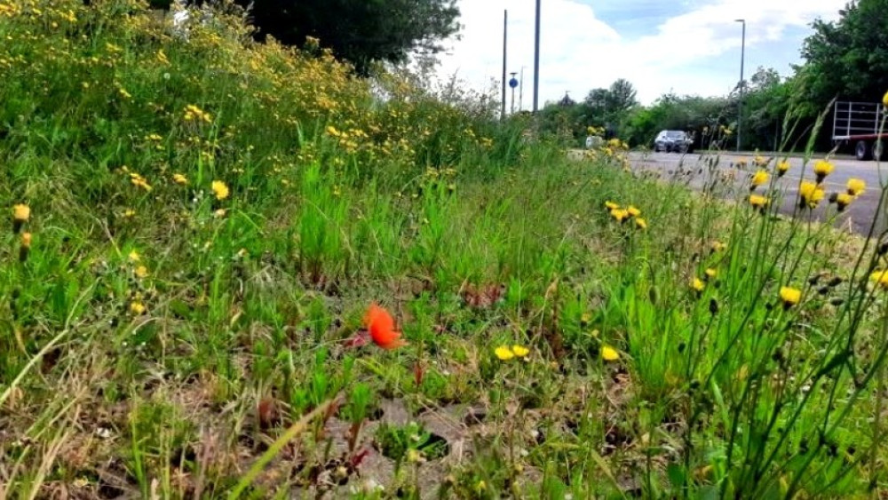 Wells City Council adopts meadow management to boost biodiversity. 
