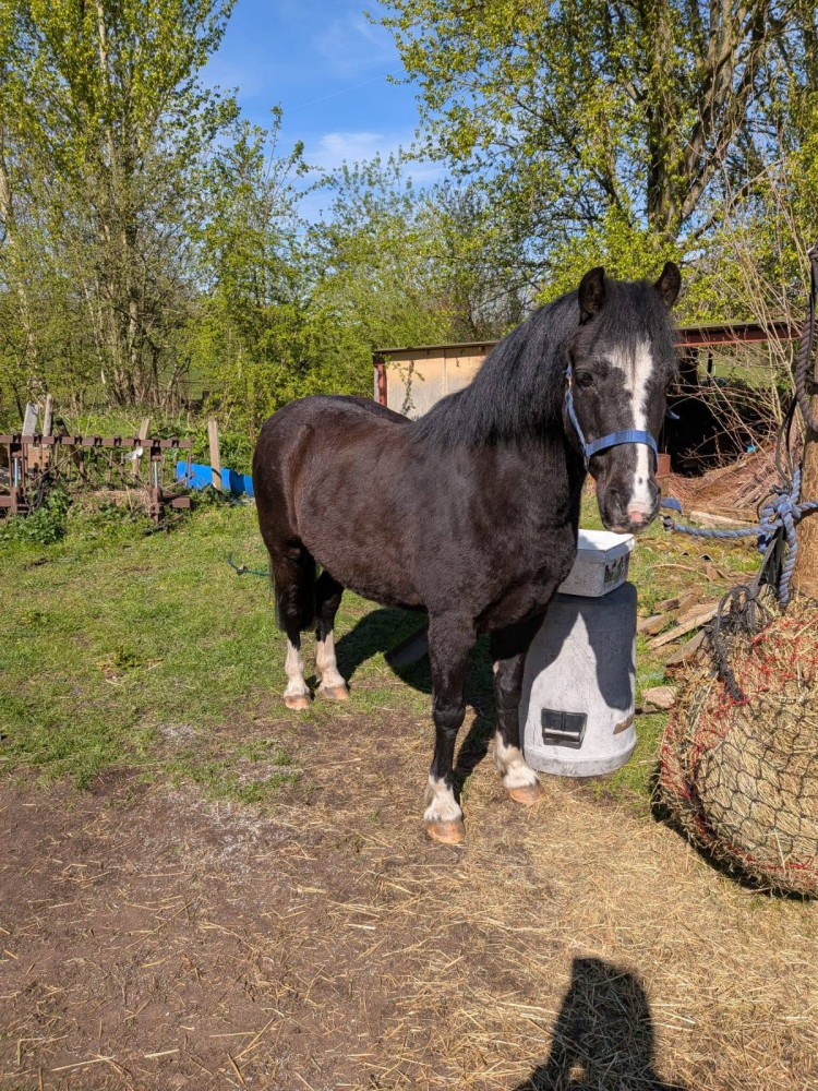 Have you seen this black Welsh pony which has gone missing from Alsager? (Photo: Rosie Redstone) 