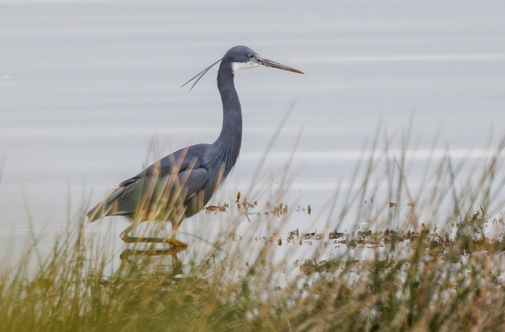 Macclesfield resident Mike Barth rushed to Caernarfon in Wales after hearing that a western reef heron had been spotted in the area (Credit: Mike Barth/SWNS)