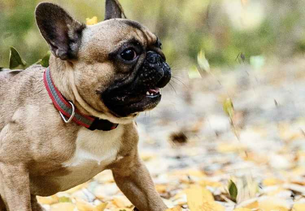 Bardons Bullys bred French Bulldogs similar to this one. Image: Dreamstime.com