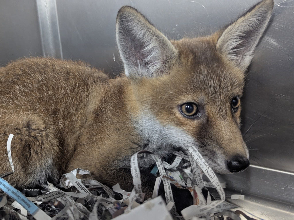 A fox cub was found bound by cable ties in a deliberate act of cruelty (Photo: RSPCA).