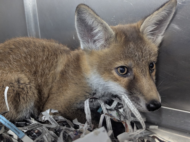 A fox cub was found bound by cable ties in a deliberate act of cruelty (Photo: RSPCA).