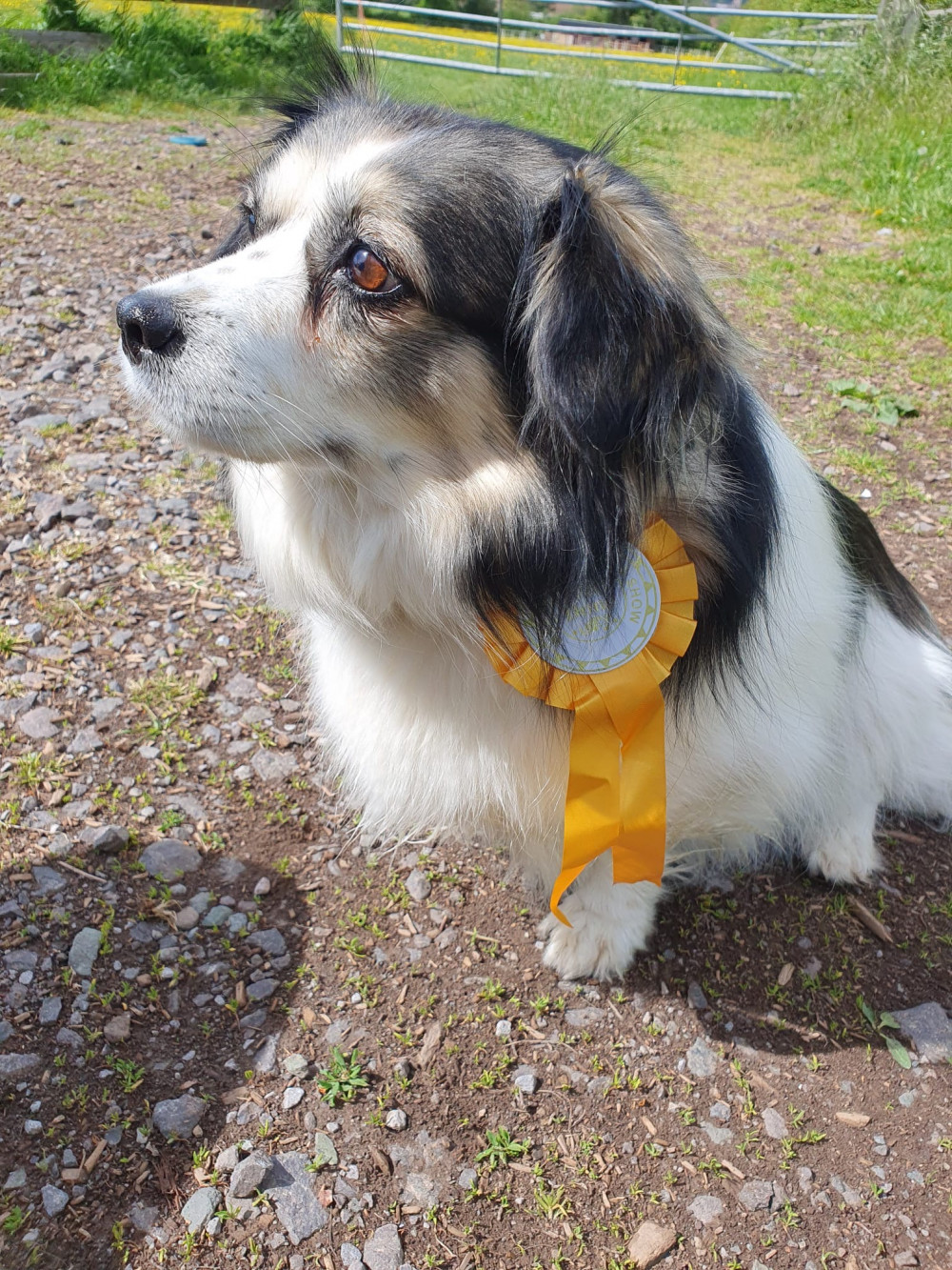 Wells Charity Dog Show