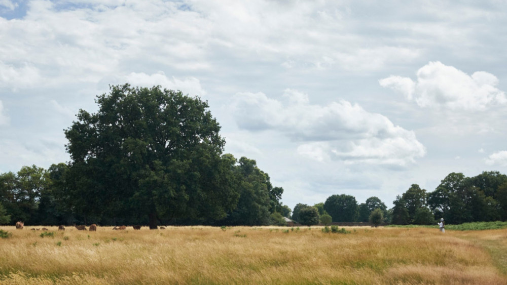 Richmond borough is praised for its 'stunning' greenery, being home to Kew Gardens, Bushy Park, and Hampton Court Palace (credit: Nub News).
