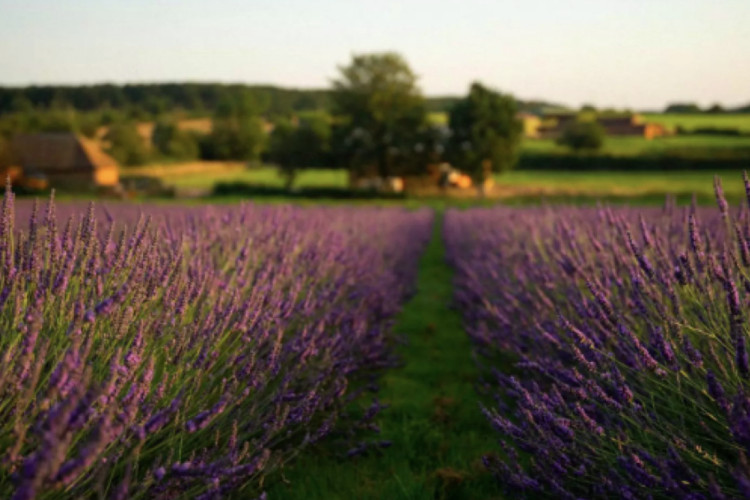 Warwickshire Lavender Farm on Watery Lane will reopen to the public this June 2026 (Image supplied)