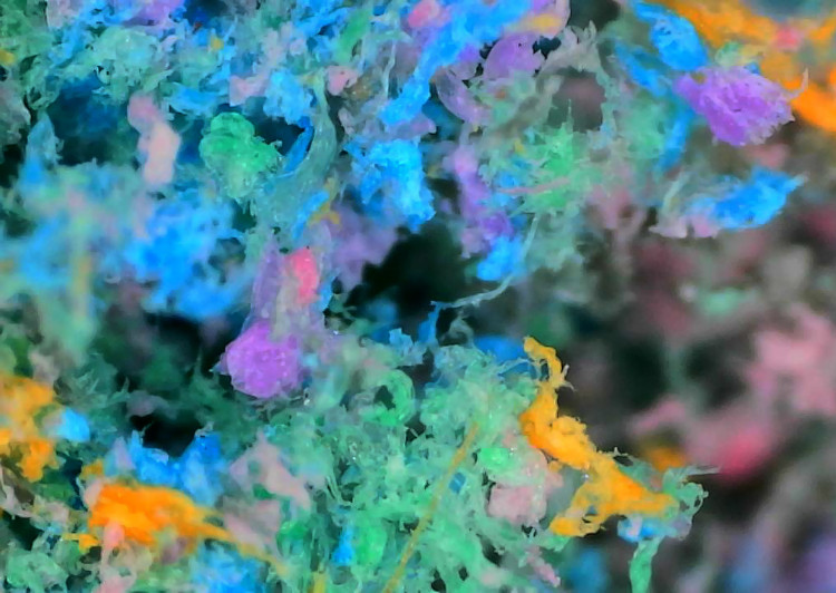 Kingston University was involved in a new research study which mapped microplastics deep within the tissue of living organisms in fine detail for the first time (Image supplied)