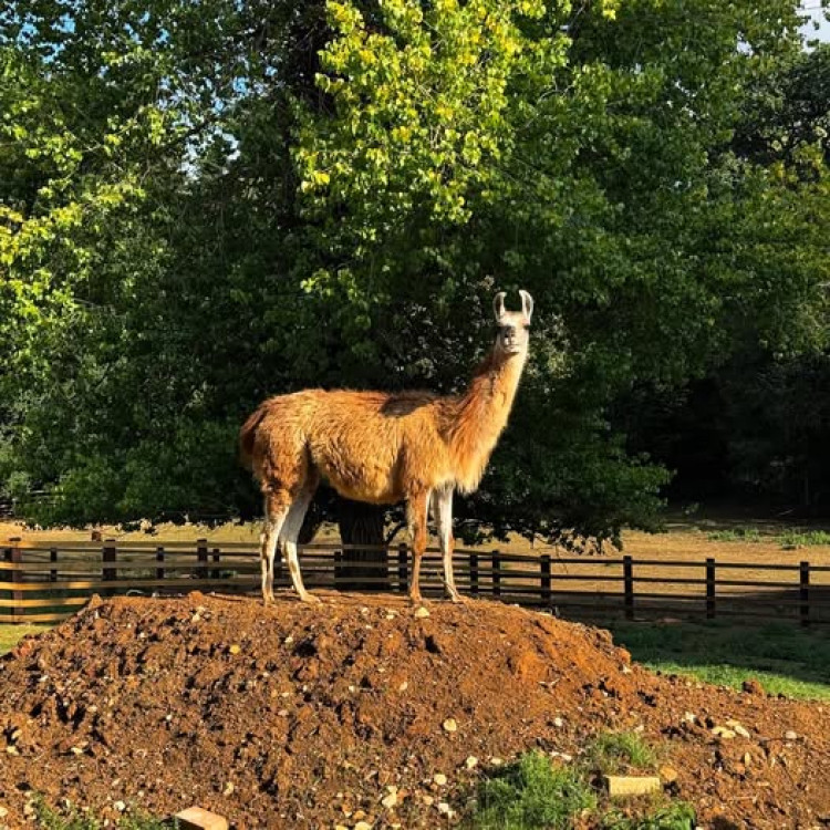 Rutland Farm Park are seeking new homes for some of their animals (Photo: Rutland Farm Park)
