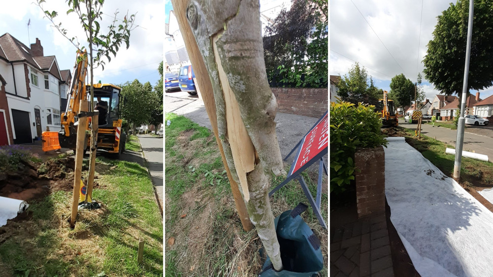 The Magnolia tree is set to be replaced (images supplied)
