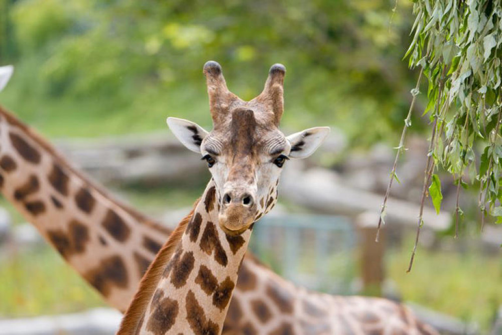 Kris, a lively three-year-old male, has travelled from West Midlands Safari Park (Image via: Chester Zoo)
