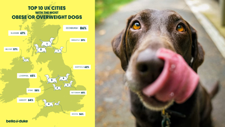Stoke-on-Trent was ranked the city with the eighth highest percentage of dog owners who consider their pet overweight (Left image via Bella+Duke / right image via Unsplash)