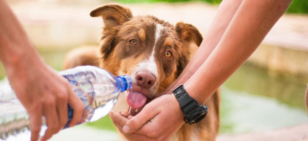 Wells pet owners are being urged to take extra care in the heat as Nurture Vet warns animals face an increased risk of heatstroke.