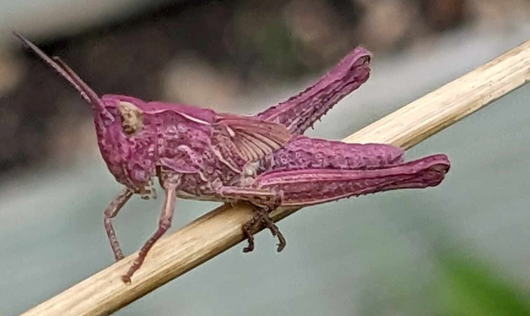 One of the pink grasshoppers found in Natasha Welch's garden in Shepton Mallet, Somerset. Picture by:  Natasha Welch / SWNS