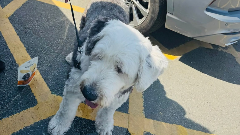 On Friday 26 June, this dog was rescued from a locked vehicle on Nantwich's Civic Hall Car Park (Photo: Nantwich Police).