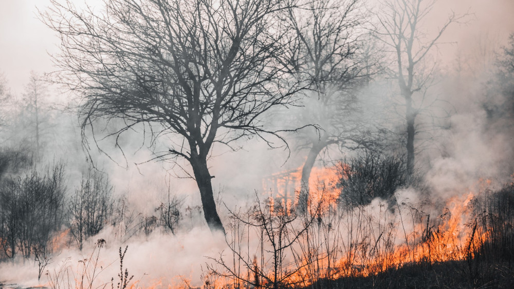Outdoor fires can destroy habitats belonging to local wildlife (image via Vladyslav Dukhin on Pexels)
