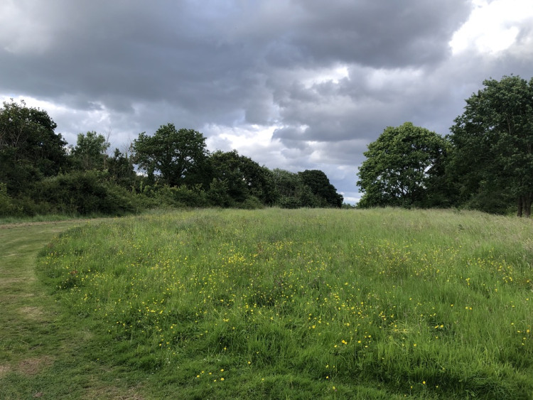 New environmental data published by Friends of the Earth shows Old Malden now records around 21.7% summer tree canopy cover, placing it among the higher-performing wards in London and second within Kingston (Credit: Nub News)