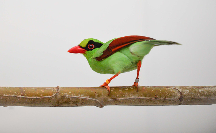 Fewer than 250 Javan green magpie may remain on the planet (Image via: Chester Zoo)