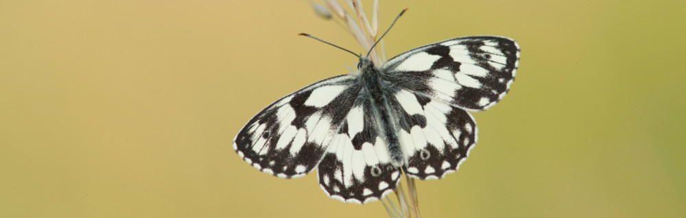 Butterfly Identification Workshop at Heal Somerset