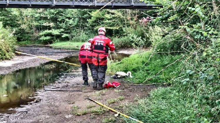 Cheshire firefighters rescued an injured swan stranded on the mud flats at Nantwich Lake on 28 June (Photo: Cheshire Fire and Rescue Service).