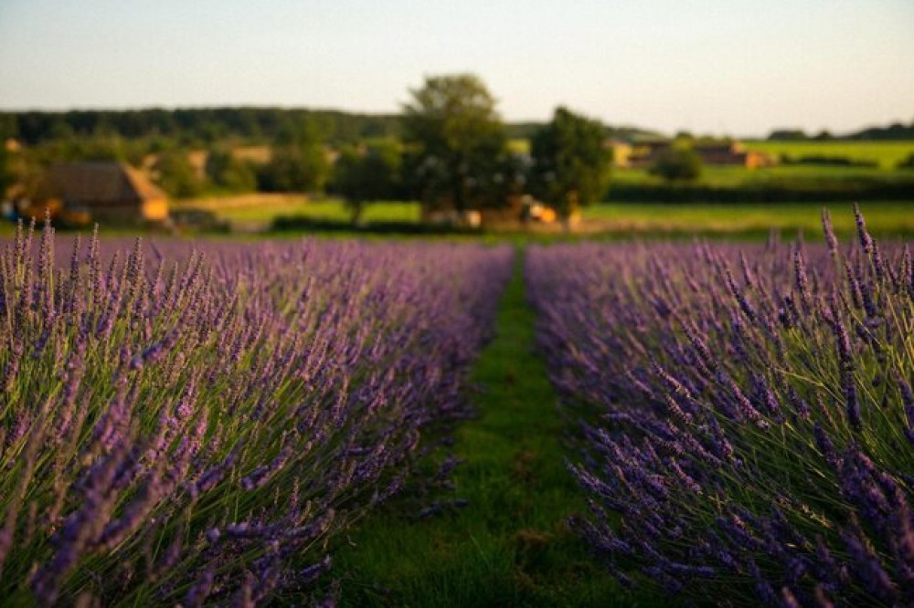 Warwickshire Lavender Farm is open for summer (image supplied)