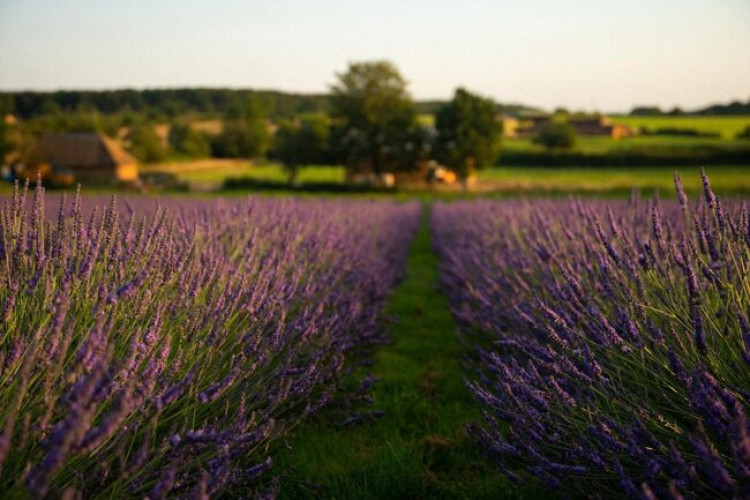 Warwickshire Lavender Farm is open for summer (image supplied)