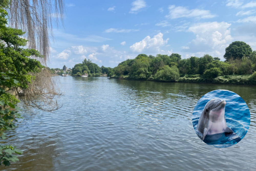 A dolphin was spotted in the River Thames on Tuesday! (Credit: Nub News/ Ádám Berkecz via Unsplash)