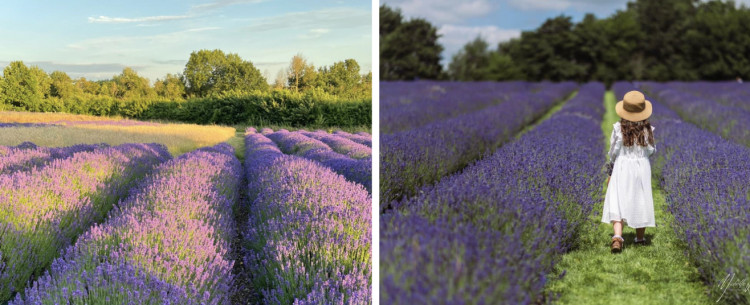 Meet the faces behind Warwickshire’s popular Lavender Farm (images supplied)