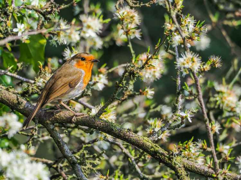 Robin amongst the new spring blossom (Image by Mark Sandbach)