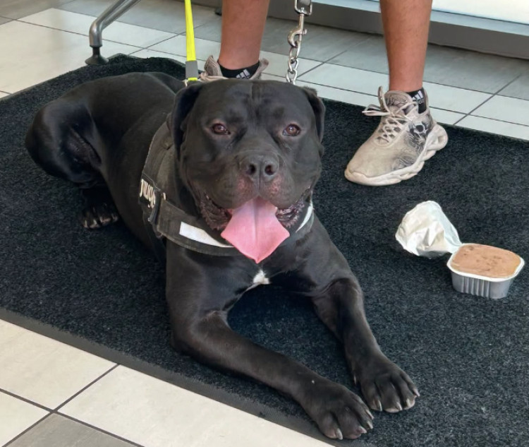 An abandoned dog found in Leamington's Christ Church Gardens in extreme heat (image via Leamington Police)