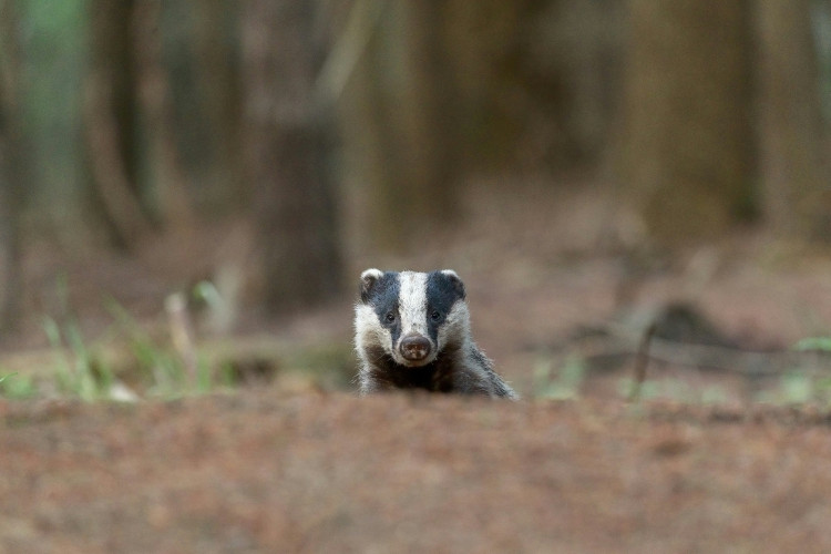 Two men have appeared in court after hunt hounds allegedly damaged a badger sett in Priddy,