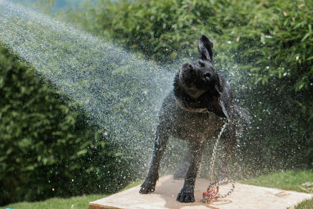 91% of London dog owners are concerned about their dog overheating during periods of hot weather, a new survey by Medivet & Partners reveals (Credit: Elisa Barrantes/Unsplash)