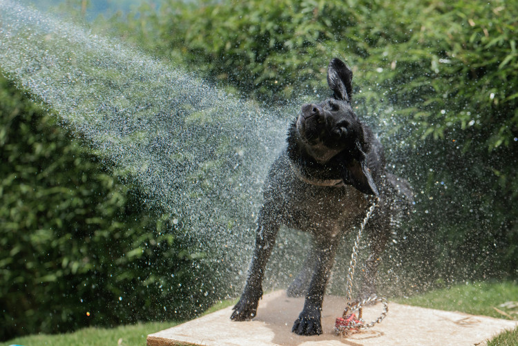91% of London dog owners are concerned about their dog overheating during periods of hot weather, a new survey by Medivet & Partners reveals (Credit: Elisa Barrantes/Unsplash)