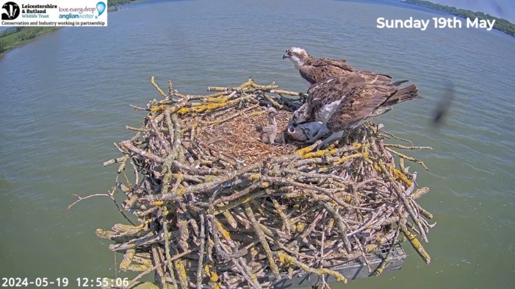 This weekend, Global Birdfair returns to Rutland (Photo: Rutland Osprey Project)
