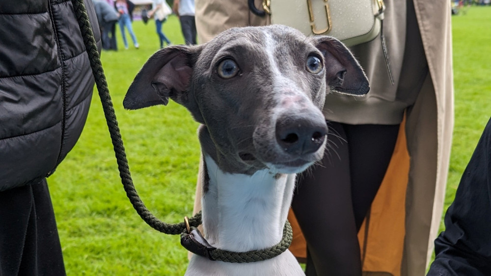 Bark in the Park has been cancelled (Credit: RSPCA)