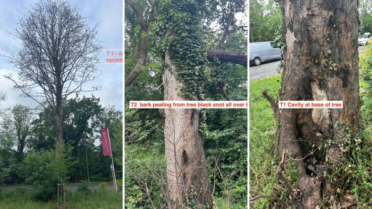 The trees at Kenilworth Gate (image via planning application)