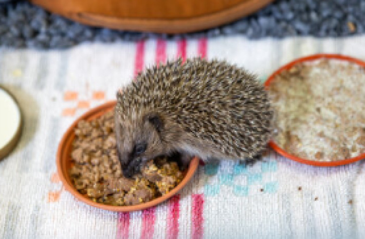 The RSPCA is reminding people to not forget wildlife as another heatwave brings soaring temperatures across Crewe and Nantwich (Photo: RSPCA).