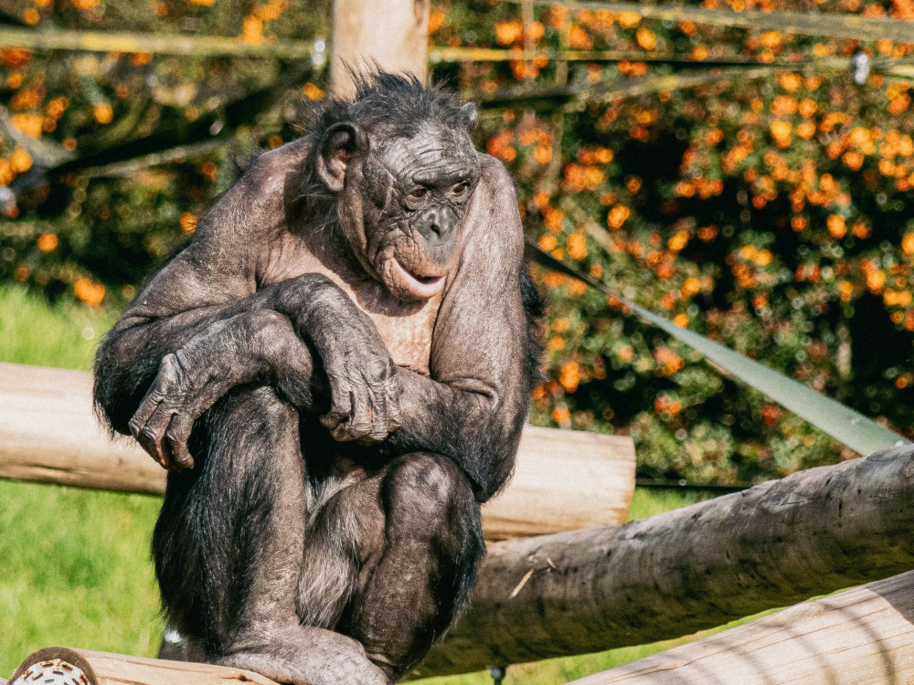 During the school holidays, Arriva Bus are running a hopper bus from Ashby to Twycross Zoo (Photo: Twycross Zoo(