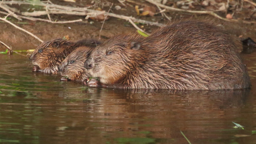 A baby beaver has been born in the wild in Staffordshire for the first time in 400 years (image via Mike Symes)