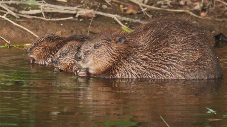 A baby beaver has been born in the wild in Staffordshire for the first time in 400 years (image via Mike Symes)