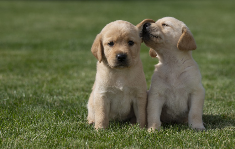 The puppies were born in 2024 (image via SWNS)