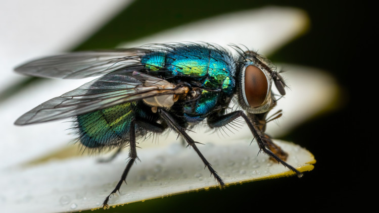 A petition launched in response to the fly 'invasion' has been signed hundreds of times (Credit: Canva)