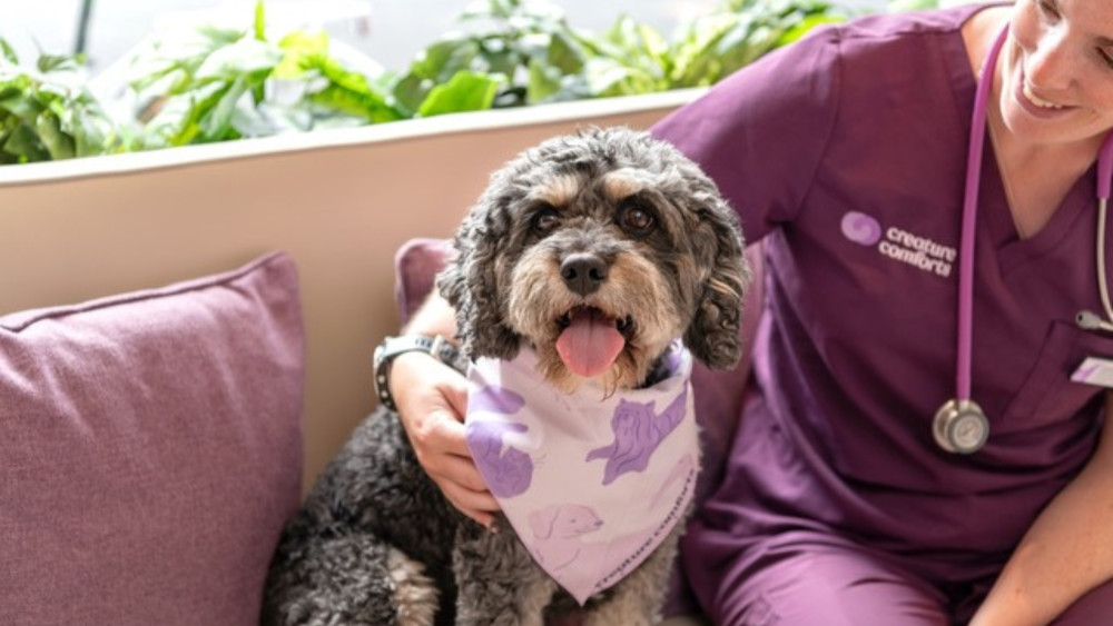 Twickenham pet owners urged to protect dogs as temperatures rise (credit: Creature Comforts Twickenham).