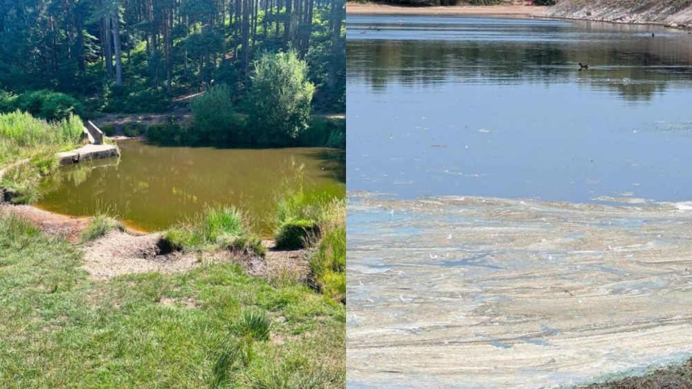 What the algae could look like (image via Staffordshire County Council)